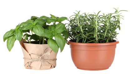 Obraz premium Close up of culinary herbs including sweet basil in a paper-covered pot and rosemary in a terracotta pot on no background