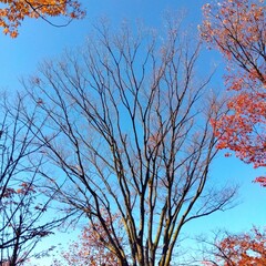 初冬の欅の枯れ木と紅葉の欅風景