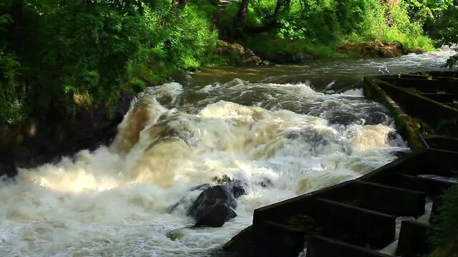 a video of a fresh water river in Olympic National Forest
Washington State