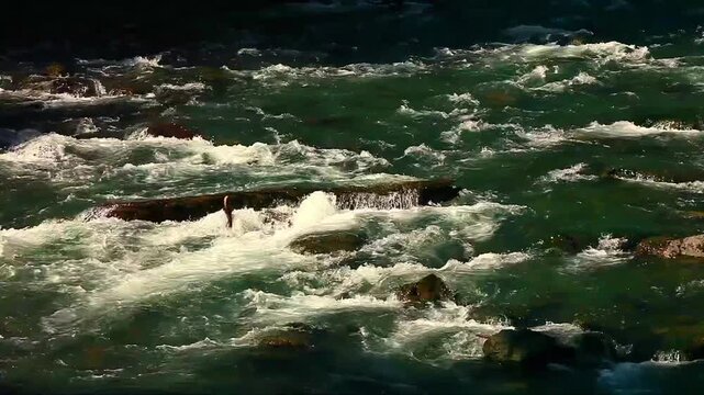 a video of the Skokomish river in Olympic National Park Washington State
