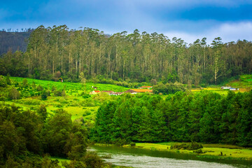 Fototapeta premium summer landscape in the park