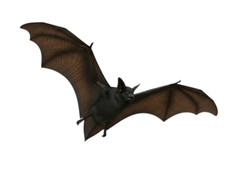 A black flying bat with spread wings on a transparent background, a nocturnal creature