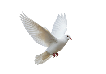 A beautiful white dove in flight on a transparent background, symbolizing peace and freedom