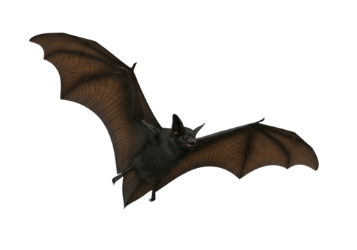 A black flying bat with spread wings on a transparent background, a nocturnal creature