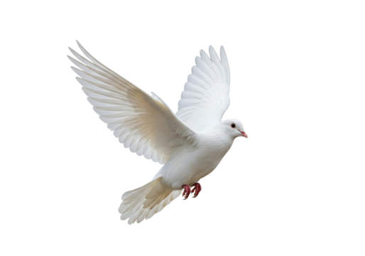 A beautiful white dove in flight on a transparent background, symbolizing peace and freedom