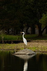 White egret standing on rock in pond surrounded by trees and green grass, make a reflection above water