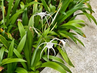 Obraz premium the&nbsp;ornamental plant beach spider lily or Hymenocallis littoralis in tropical garden 