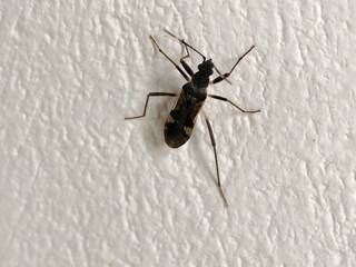 The one spotted seed bug, or Metochus uniguttatus, is a type of seed sucking insect