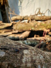 Stacked Tree Logs with Rough Bark and Fresh Cuts