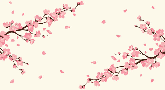 Elegant background with branches of pink cherry blossoms, or sakura, with falling petals creating a beautiful corner frame design.