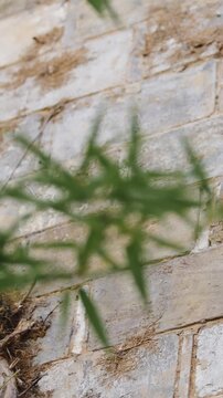 Green Bamboo Leaves Close-up with Ancient Architecture Background