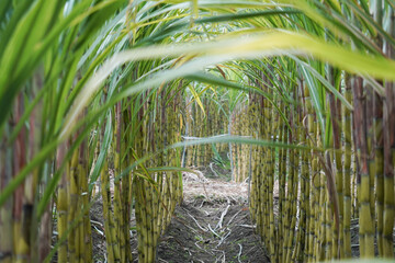 Ripe yellow Sugarcane is soon to be harvested in the farmland of Chengdu