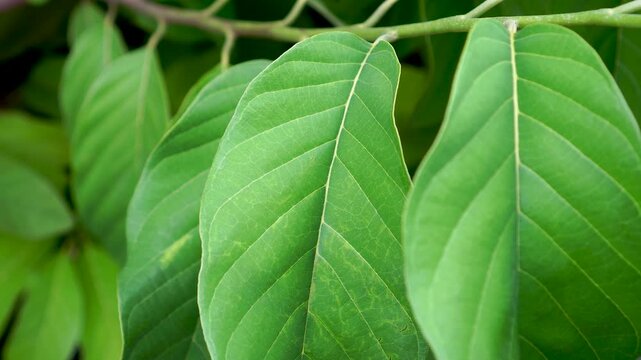 A beautiful, detailed macro close-up of fresh green tropical leaves. The veins are clearly visible, highlighting the natural pattern, texture, and vibrant, bright green color. Ideal for nature.