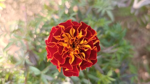 A bold red-orange marigold in full bloom, glowing like a tiny fireball.