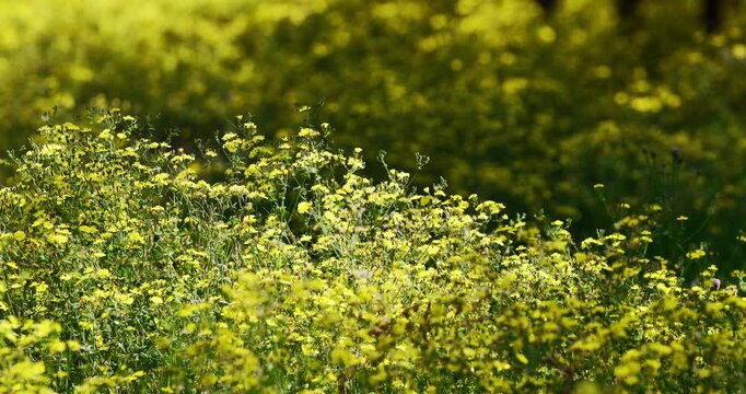 Yellow Wildflowers Blooming in Summer Field
