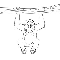 Cute cartoon orangutan hanging from a tree branch. Black and white line art illustration for coloring. © bima