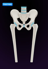 Human Pelvic Bone, 3D vector. Suitable for health and medical use