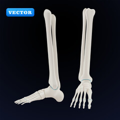 Human leg bones, 3D vector. Suitable for health and medical purposes