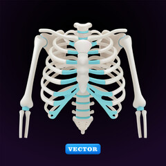 Human sternum, 3D vector. Suitable for health and medical purposes
