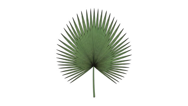Vibrant green stylized tropical palm leaf illustration, perfect for summer designs and natural themes