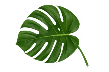 Monstera deliciosa leaf on a transparent background, featuring its characteristic fenestrations and vibrant green color