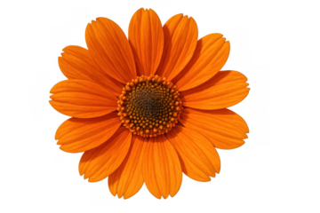 Blossom with orange petals and dark center, a blooming flower cutout on transparent background for nature designs