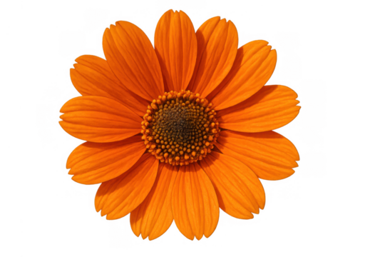 Blossom with orange petals and dark center, a blooming flower cutout on transparent background for nature designs