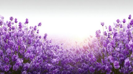 Purple Lavender Field Background Image