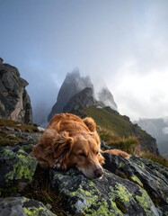 A serene dog resting on rocks overlooking a misty mountain ridge