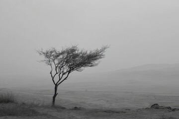 Windswept Tree In Misty Landscape