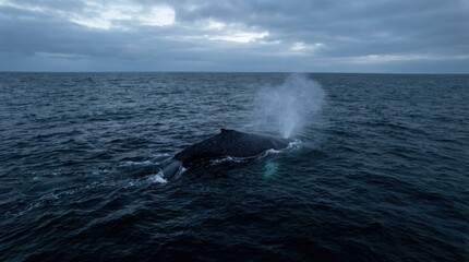 Fototapeta premium Humpback Whale Breaching in the Vast Ocean on a Cloudy Day.