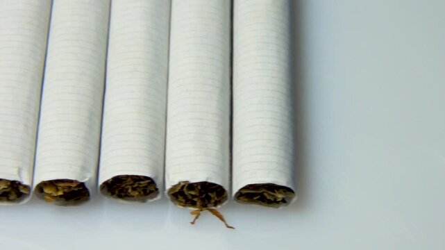 Cigarettes lying in a row, view of the part with tobacco