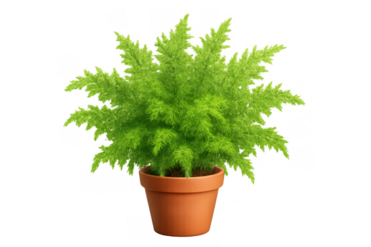 Green asparagus fern houseplant in a terracotta pot with lush foliage, a natural element on transparent background - Powered by Adobe