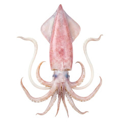 A close-up view of a vibrant squid showcasing its unique features and tentacles in a sea-themed exploration.