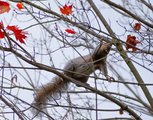 squirrel in a tree eating food in Toronto park