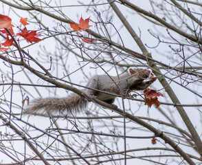 squirrel in a tree eating food in Toronto park