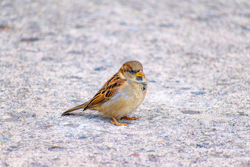 sparrow on the ground in downtown Toronto