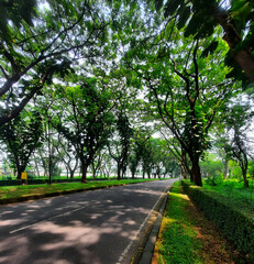 A quiet road curves beneath tall trees, their green canopy casting soft shadows. Lush grass and hedges line the path, inviting a slow walk or ride through this peaceful, leafy corridor.