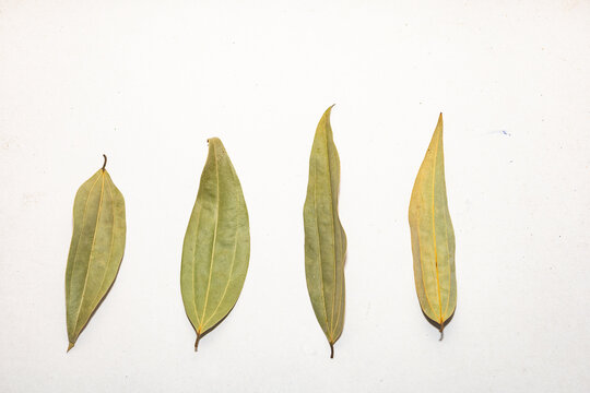 Indian bay leaves (Cinnamomum tamala) offer warm, aromatic, slightly sweet flavors used in Indian cuisine.
