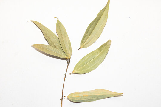 Indian bay leaves (Cinnamomum tamala) offer warm, aromatic, slightly sweet flavors used in Indian cuisine.
