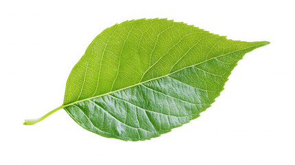 Obraz premium Close up of a vibrant green leaf isolated on a black background on transparent background