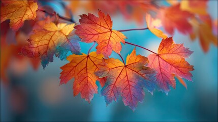 Obraz premium Vibrant Autumn Leaves Display – Maple Foliage