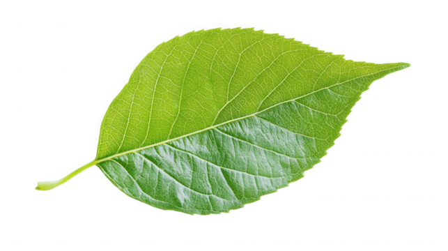 Close up of a vibrant green leaf isolated on a black background on transparent background