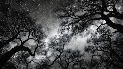 Night Sky View of Starry Milky Way Through Silhouetted Leafless Tree Branches