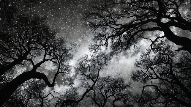 Night Sky View of Starry Milky Way Through Silhouetted Leafless Tree Branches