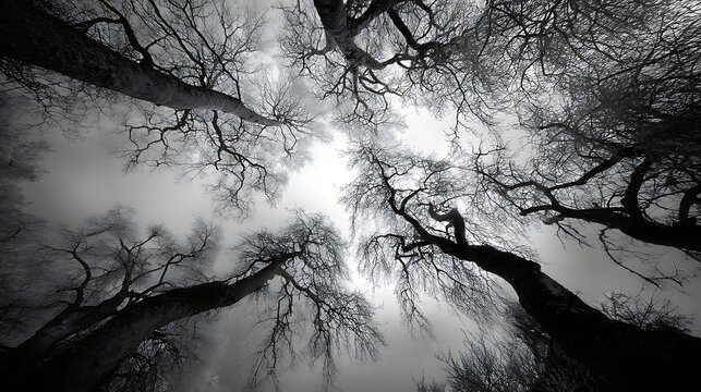 Dark Leafless Trees Looking Up at Cloudy Sky in Forest