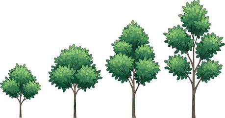 Set of Four Green Trees Vector Illustration Showing Growth Stages, Perfect for Landscape Planning, Architectural Diagrams, and Nature Environment Design.