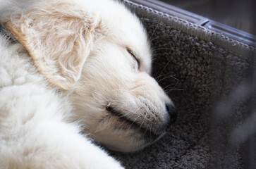 Cute 2-month-old golden retriever puppy with light fur　白っぽい毛並みの生後２ヶ月のゴールデンレトリバーの可愛い子犬
