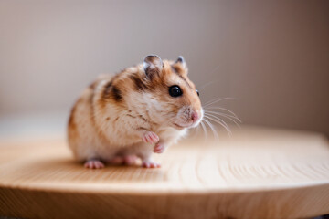 
A cute, fluffy hamster with brown and white fur sits on a circular wooden surface, its paw slightly raised, against a softly blurred background.