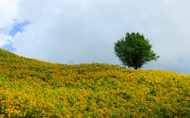 Mexican sunflower or Tree Marigold field at Doi Mae Ukho, Mae Hong Son, Thailand